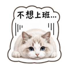 Esme梅梅·藍山雙布偶貓上班日記