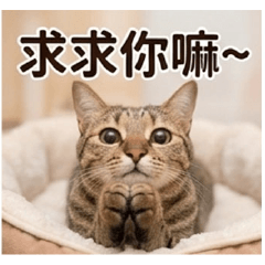 喵-糖心蛋