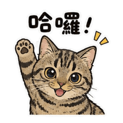 家貓小虎咪日常用語貼圖