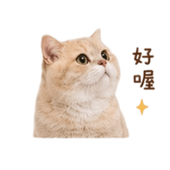 曼尼の日常