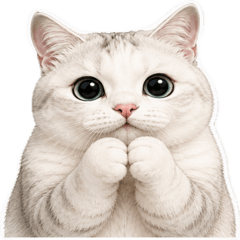 Soft Cat Daily2