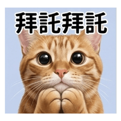 喵-皮蛋蛋
