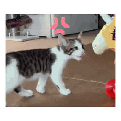 fukuchan_20260624125207