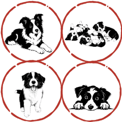 邊境牧羊犬日常貼圖②