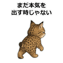 貓咪ピクシーボブ情緒登出貼圖