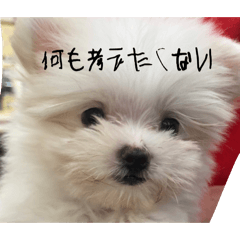 risa_20260622202421