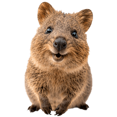 Quokka's Daily Stickers