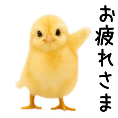 Dance chick