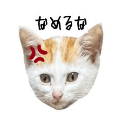 gomagoma_20260620180322