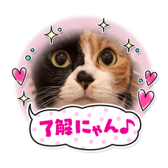 Pet_20260615131558