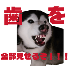 All-Japan ORCA Cuteness Association (1)