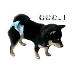 yk_20260615133611
