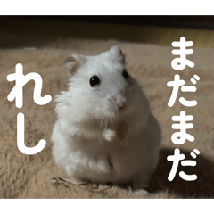 Lovehamster_20260615133701