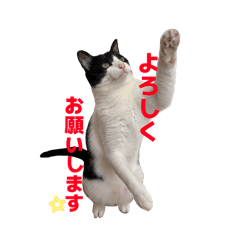 I'm a cat person daihuku