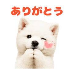 Chibitaro(Akita)