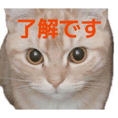 Ren_20260615164458