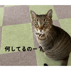 sasara_20260615191816