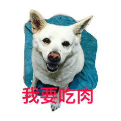 生物豬肉