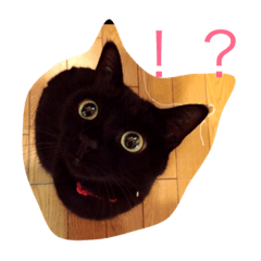 black cat MAME