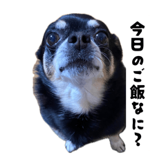 stamp of Chihuahua Coco