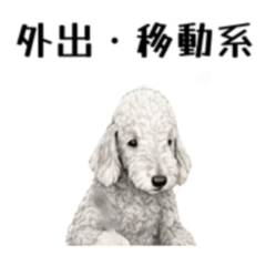 Bedlington Terrier Going Out