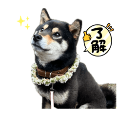 saki_20260616203841