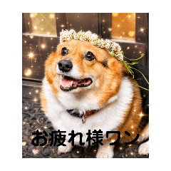 renren_20260616205510