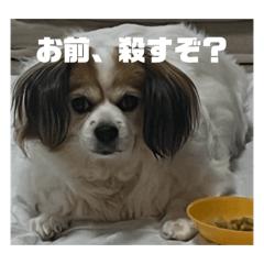 ringo_20260616211401
