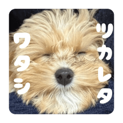 maki_20260616222634