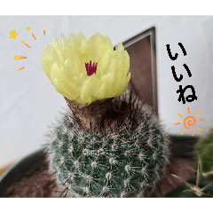 A-CHAN_20260616224451