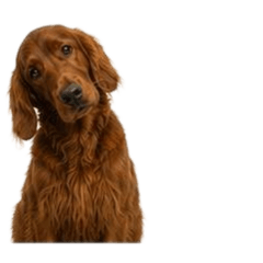 [No text]Irish Setter