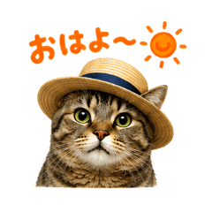Chubby Tabby Summer Days.