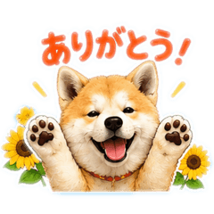 Aklta inu & Sunflower