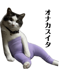 lemon_cat_20260616203946