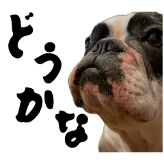 Mirin-san, the French Bulldog
