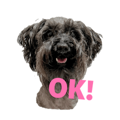 Schnoodle, May's daily life