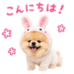 Costume Pomeranian Stickers