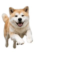 [No text]Japanese Dog: Akita Inu