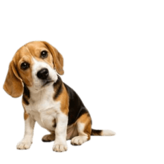 [No text]beagle