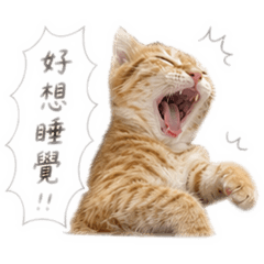 奇奇怪怪家族-橘色的橘喵喵喵