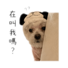 比子