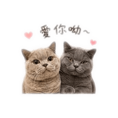皮蛋蛋米糕糕日常