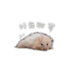 嘻嘻哈哈哈哈哦