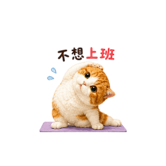 瑜珈喵喵的日常❤️