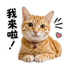 虎皮實用的日常-活潑