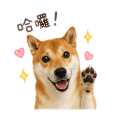 柴柴豆虎