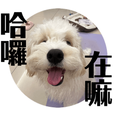 大順來了