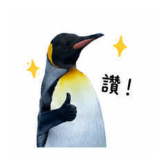AKA國王企鵝駕到！