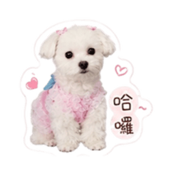 Pinky_3
