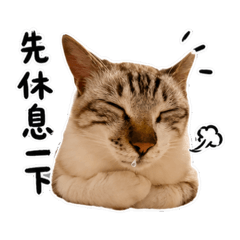 露營遇到的貓2.0